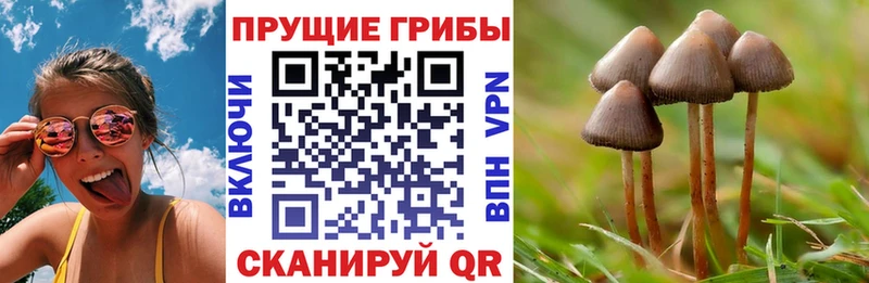 Псилоцибиновые грибы мицелий  Ахтырский 